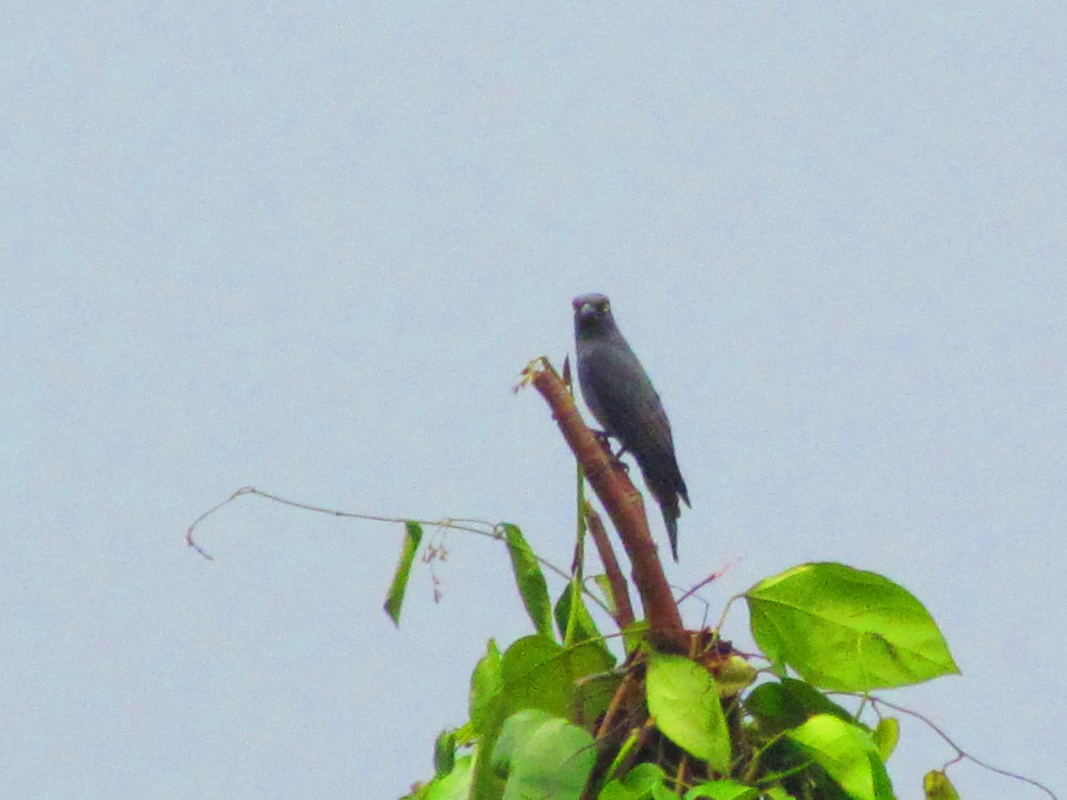 Bar-bellied Cuckooshrike - ML639709365