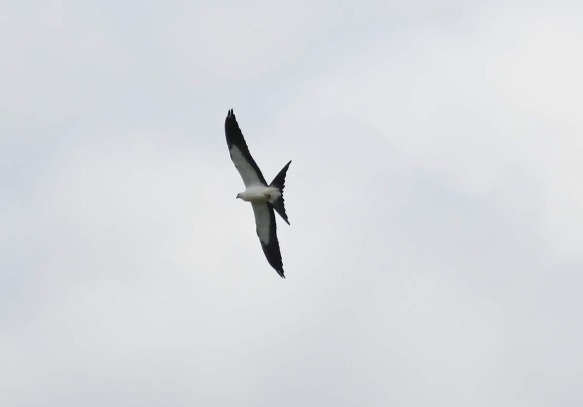 Swallow-tailed Kite - ML639709441