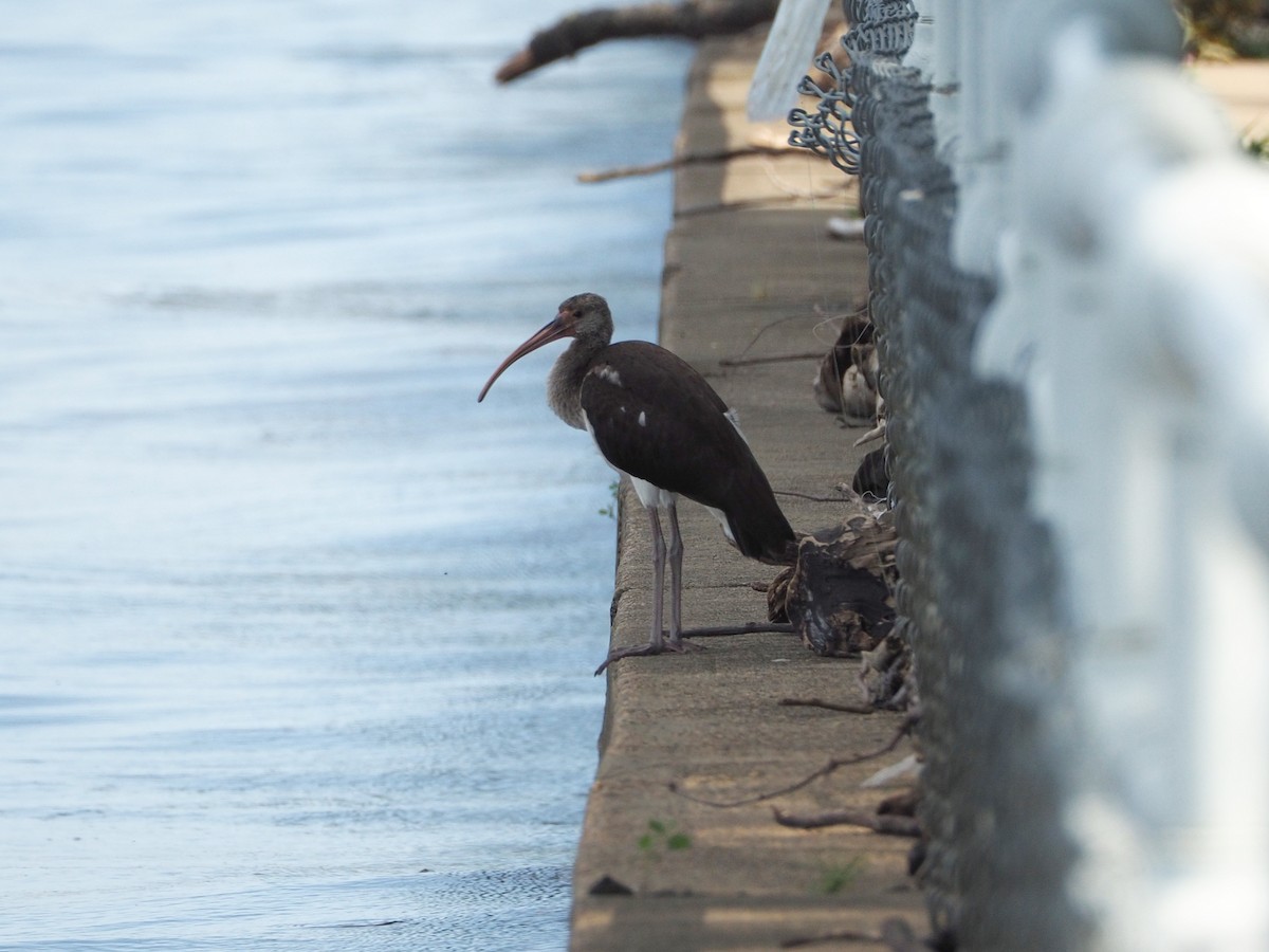 White Ibis - ML639709474