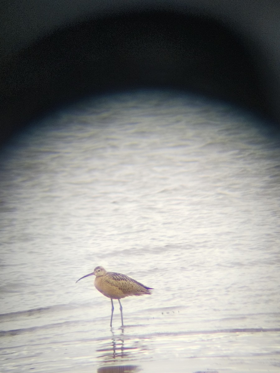 Long-billed Curlew - ML639709508