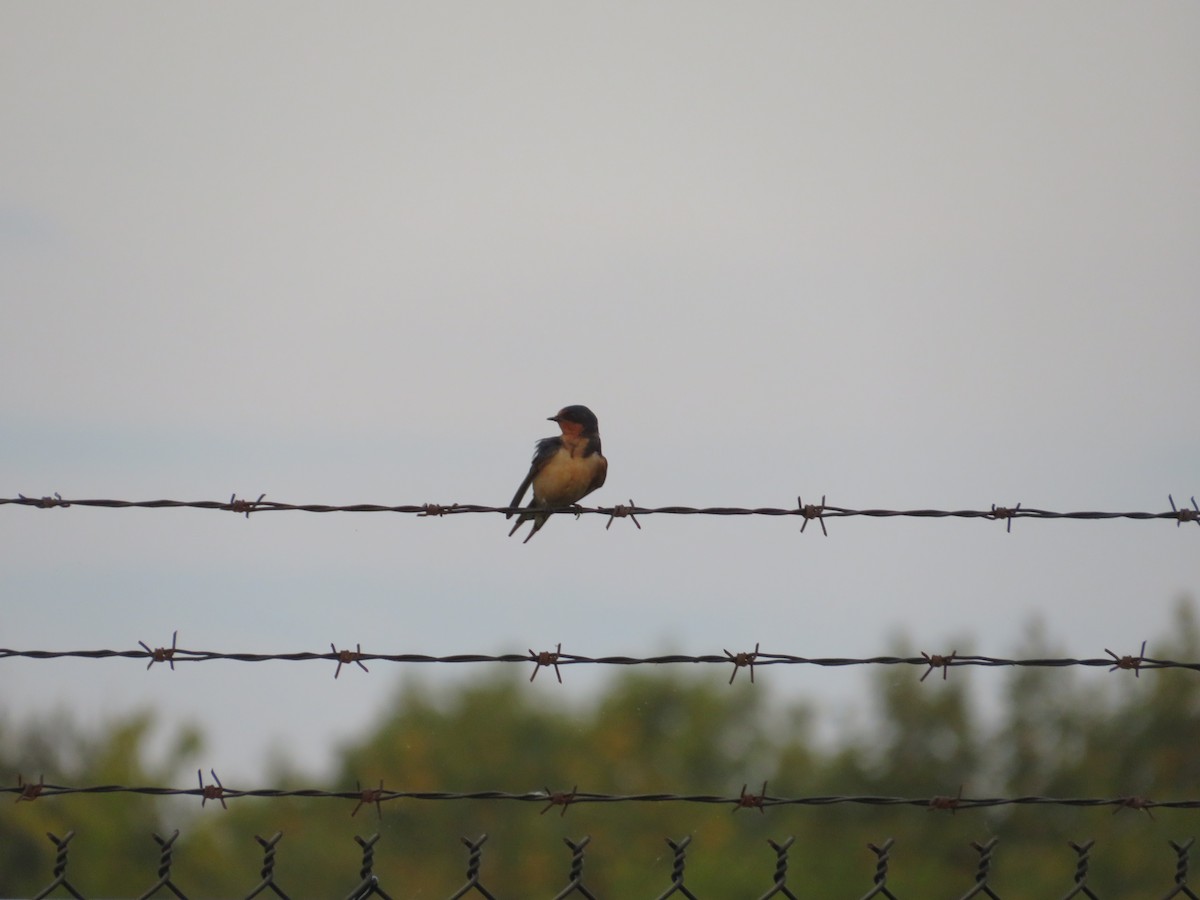 Barn Swallow - ML639709580
