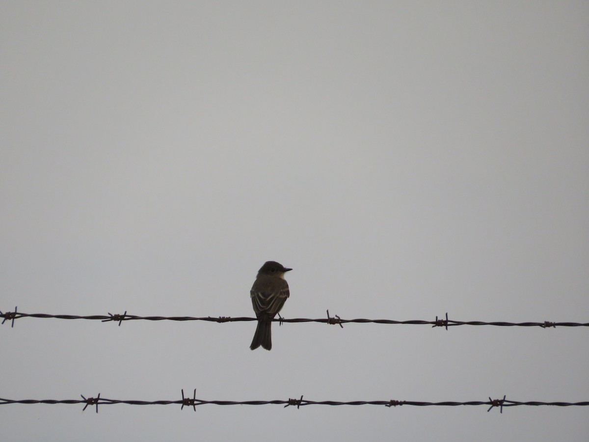 Eastern Phoebe - ML639709600