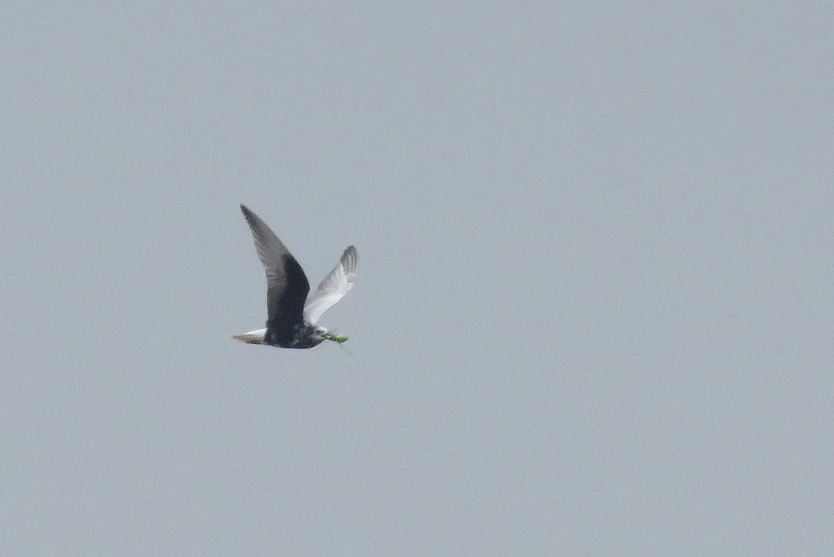 White-winged Tern - ML639709634
