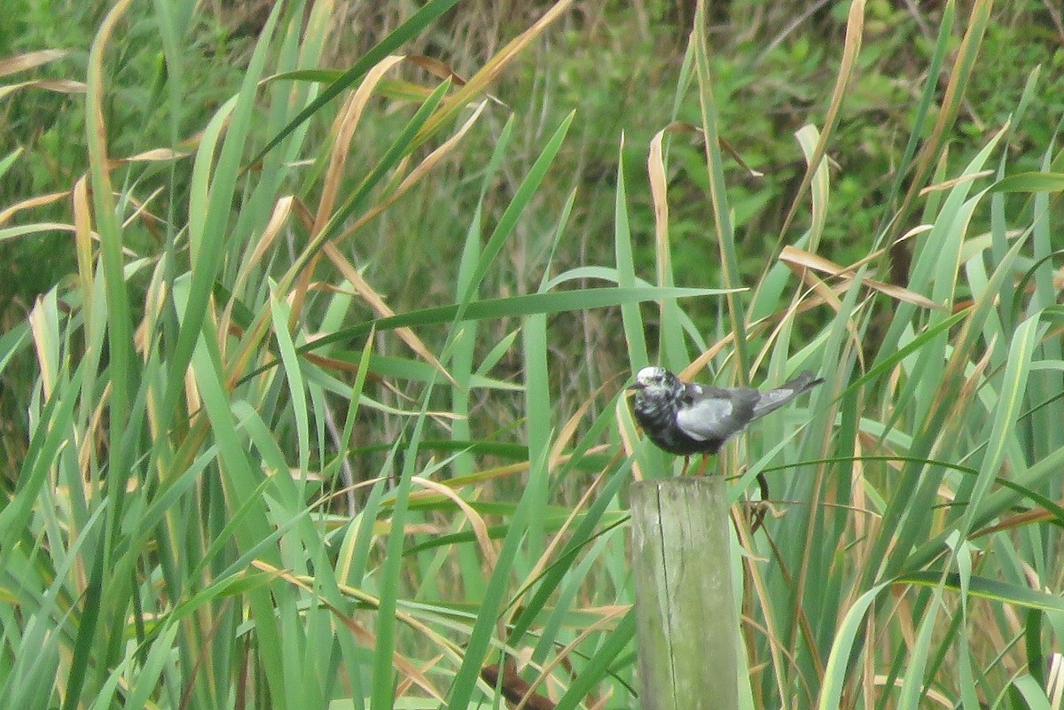 White-winged Tern - ML639709641