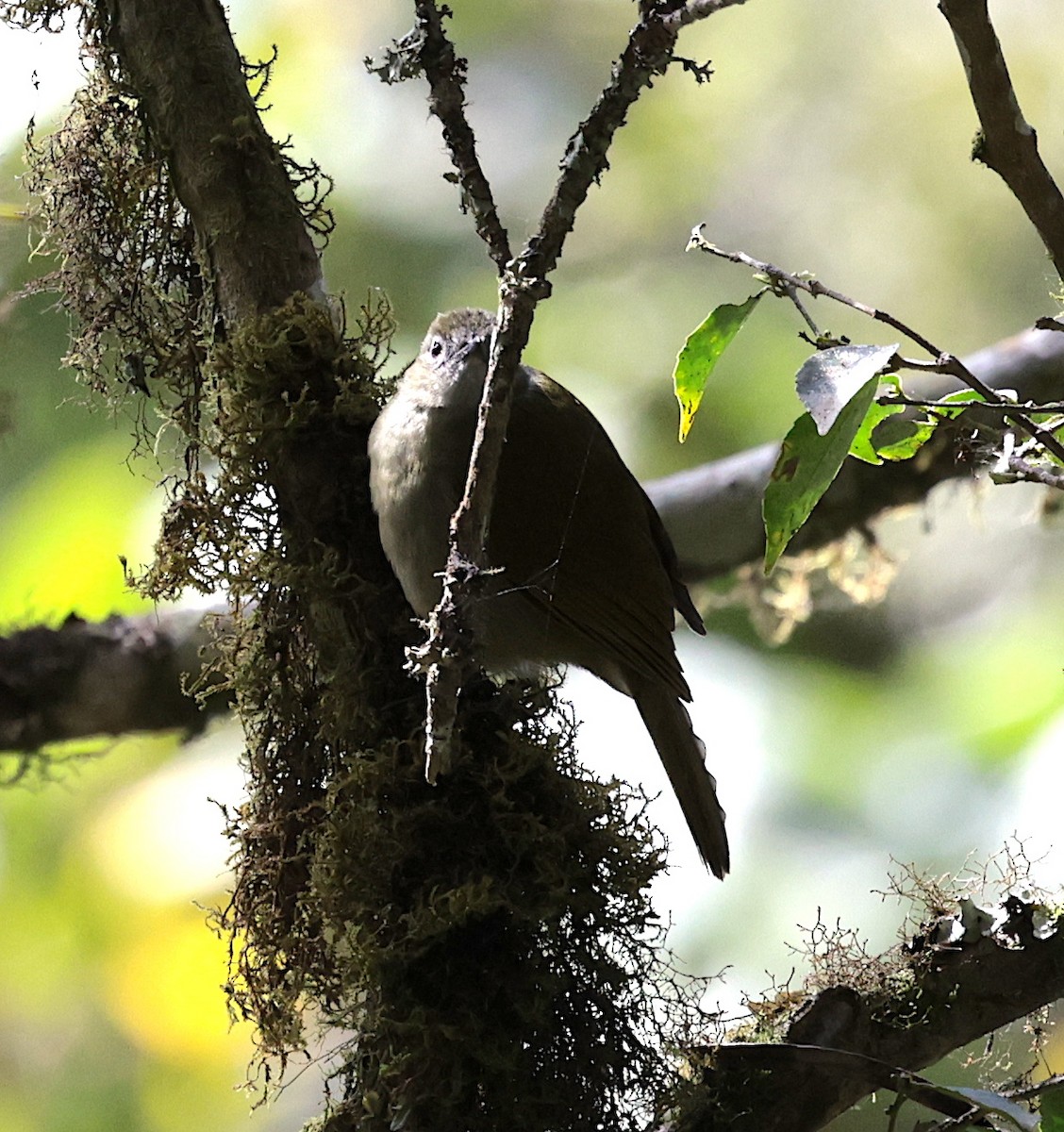 Shelley's Greenbul (Shelley's) - ML639709688
