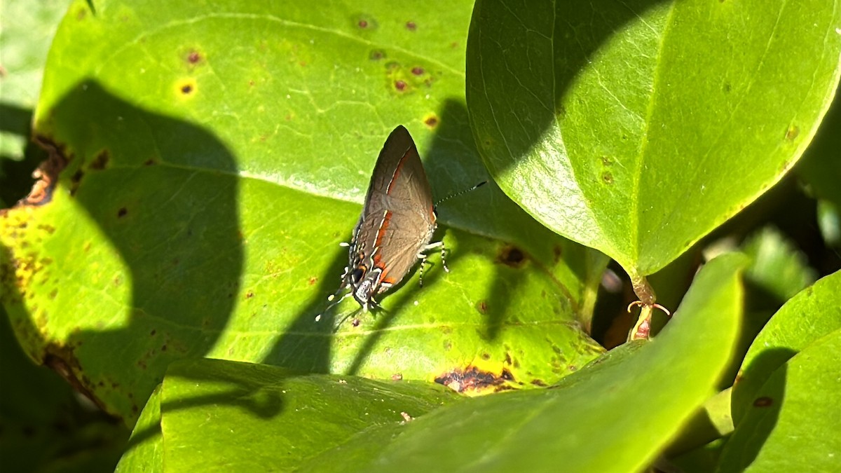 Red-banded Hairstreak - ML639709722