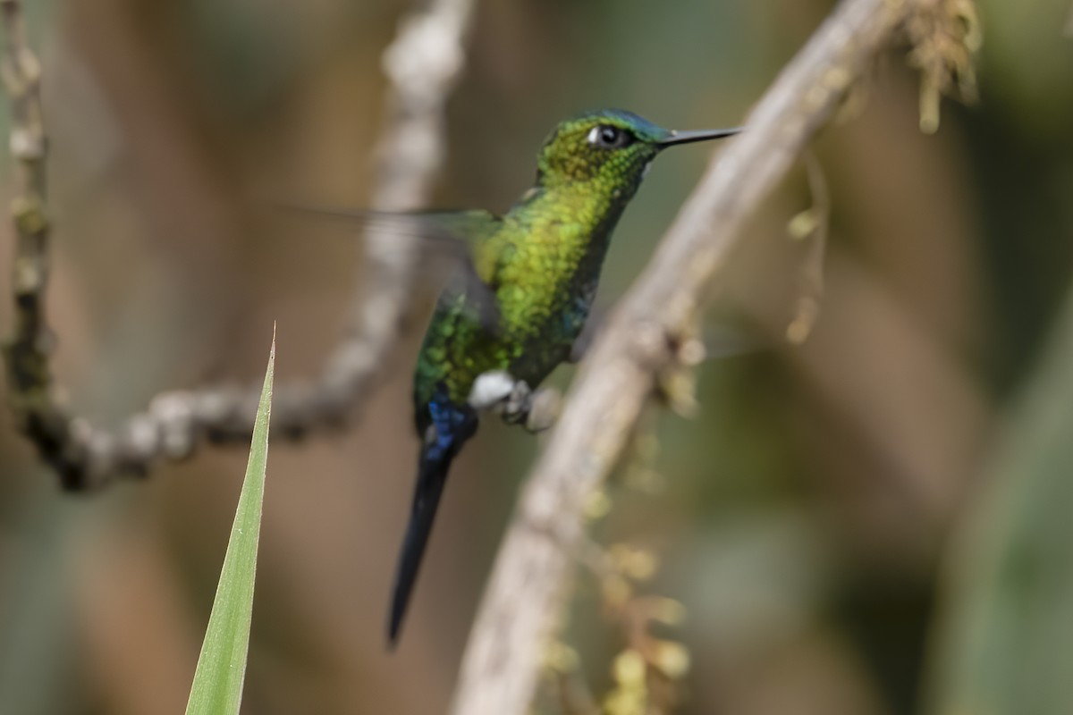 Sapphire-vented Puffleg - ML639709829