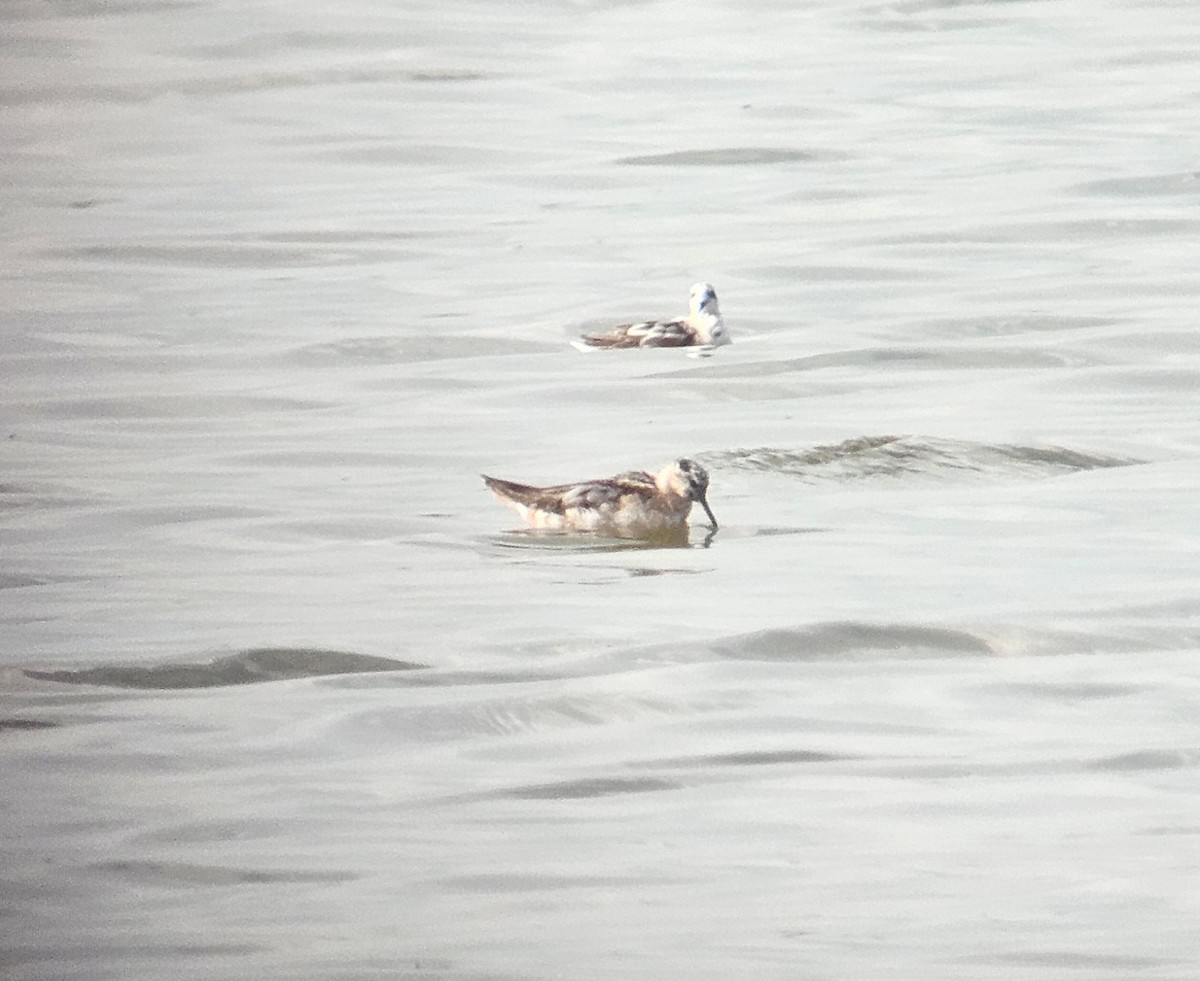 灰瓣足鷸 - ML639709834