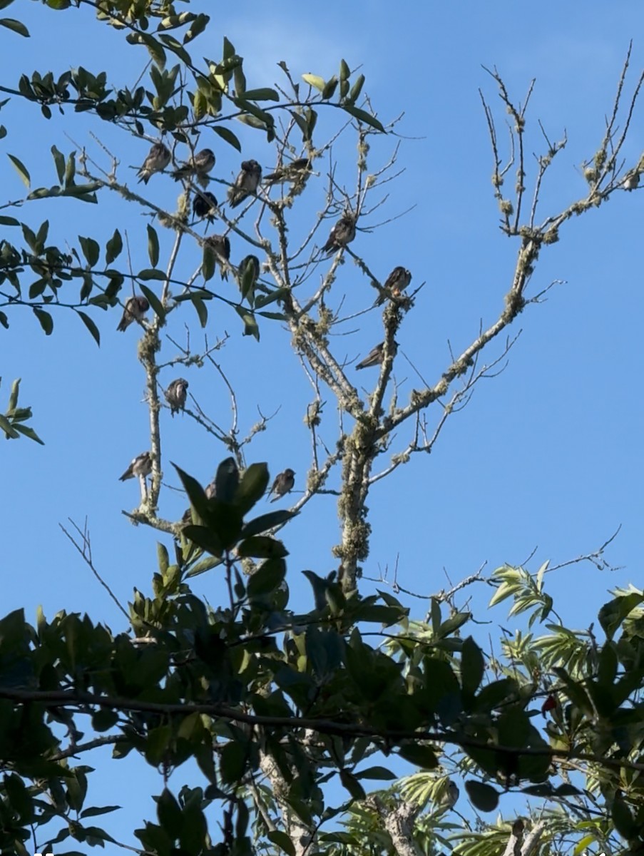 Purple Martin - ML639709853