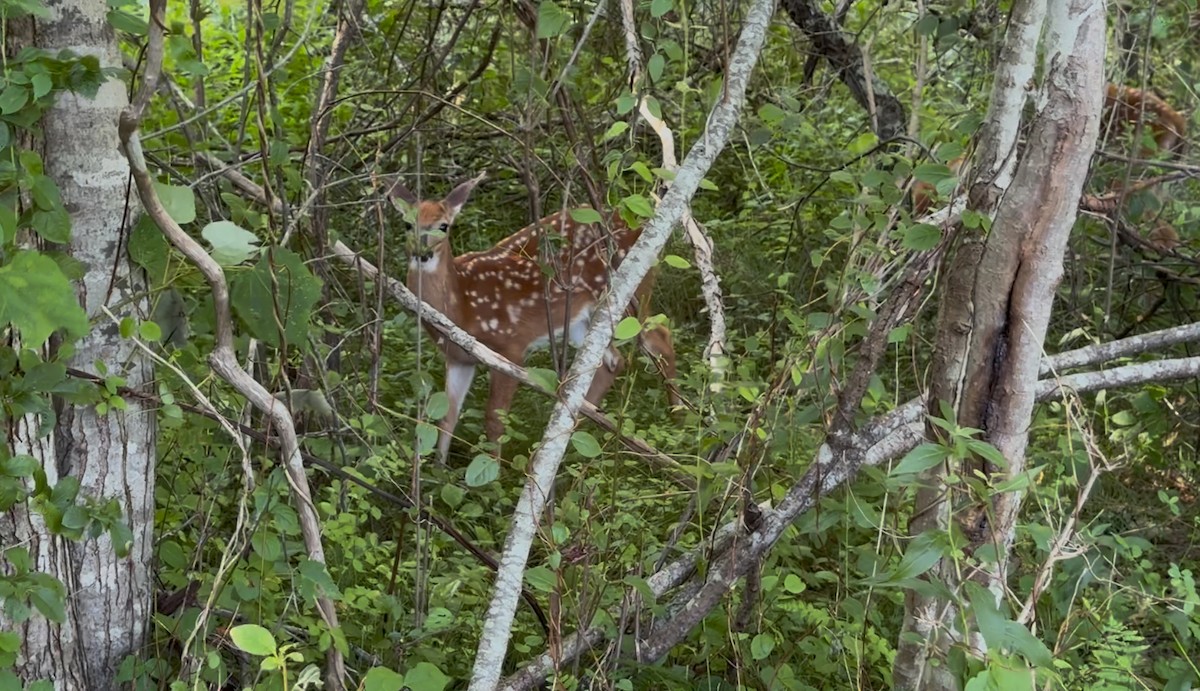 Northern White-tailed Deer - ML639709956