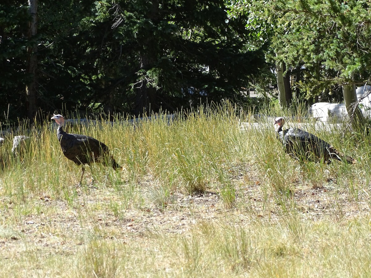 Wild Turkey - ML639710000