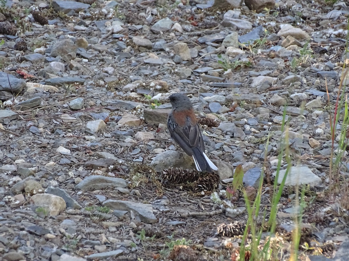 Dark-eyed Junco (Gray-headed) - ML639710007