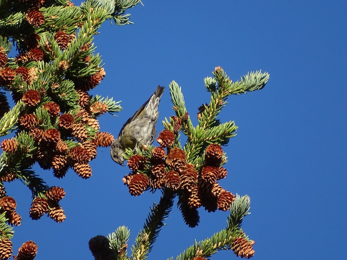 Red Crossbill - ML639710032