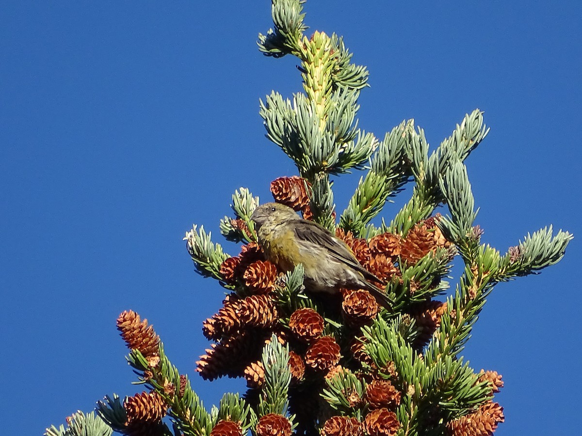Red Crossbill - ML639710033