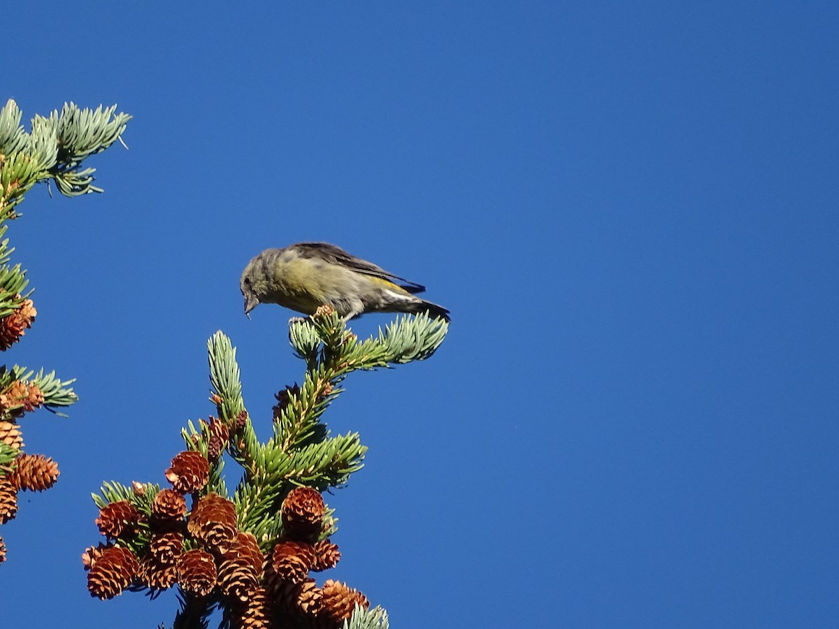 Red Crossbill - ML639710034