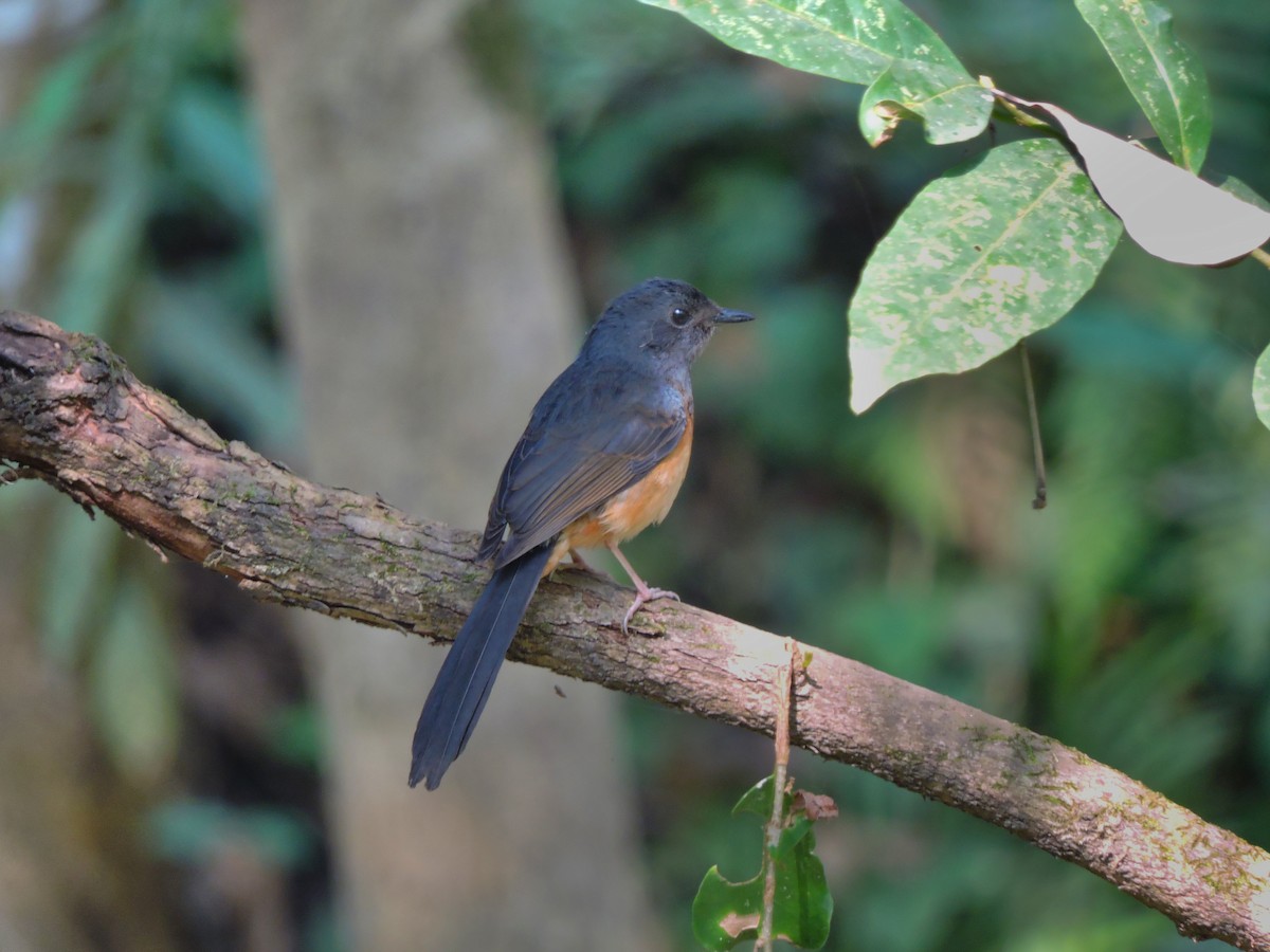 White-rumped Shama - ML639710058