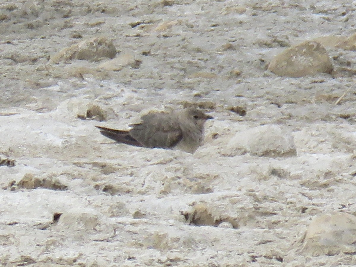 Collared Pratincole - ML639710082