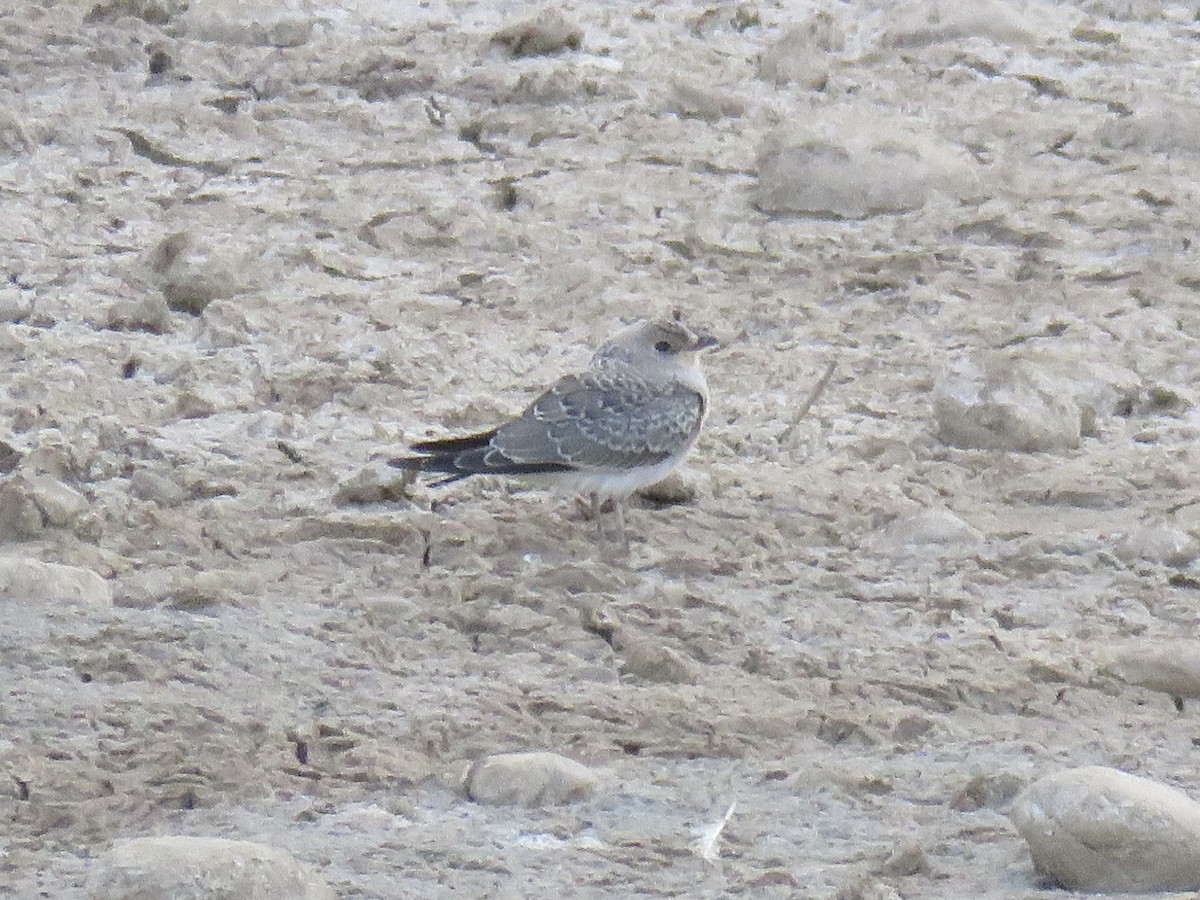 Collared Pratincole - ML639710083