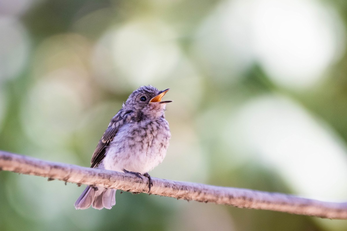 Spotted Flycatcher - ML639710087
