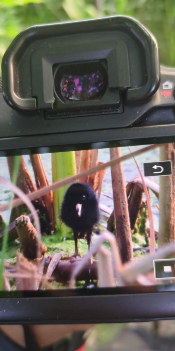 Virginia Rail - ML639710172