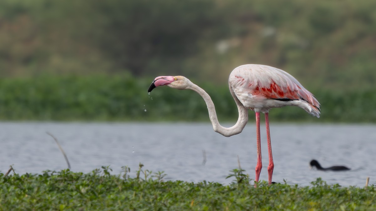 Greater Flamingo - ML639710239