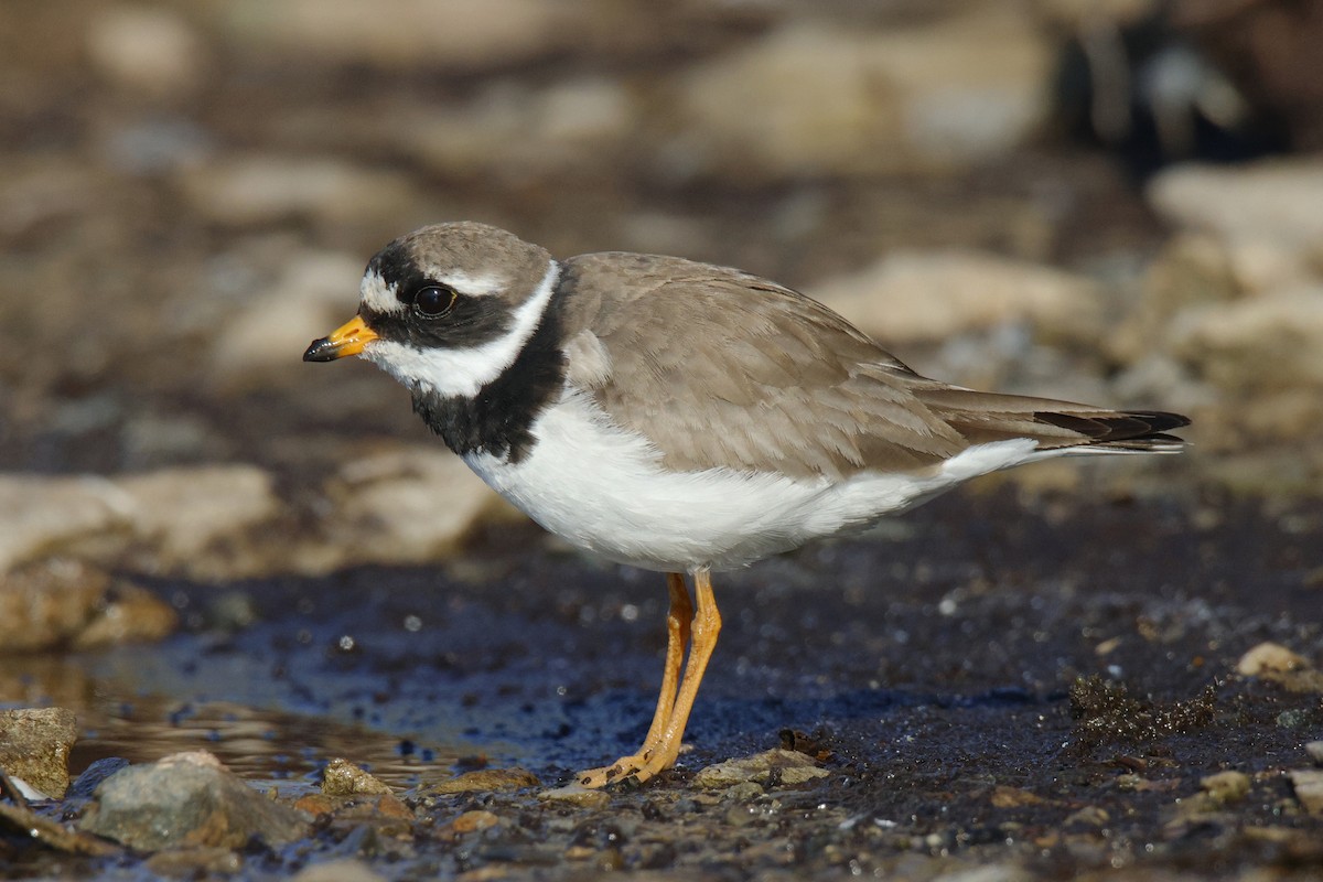 Common Ringed Plover - ML639710240