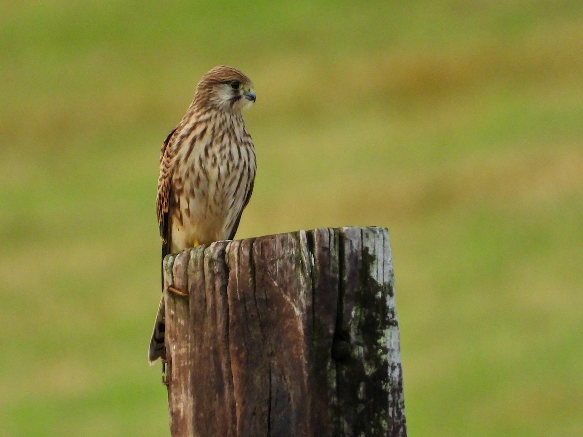 Eurasian Kestrel - ML639710241