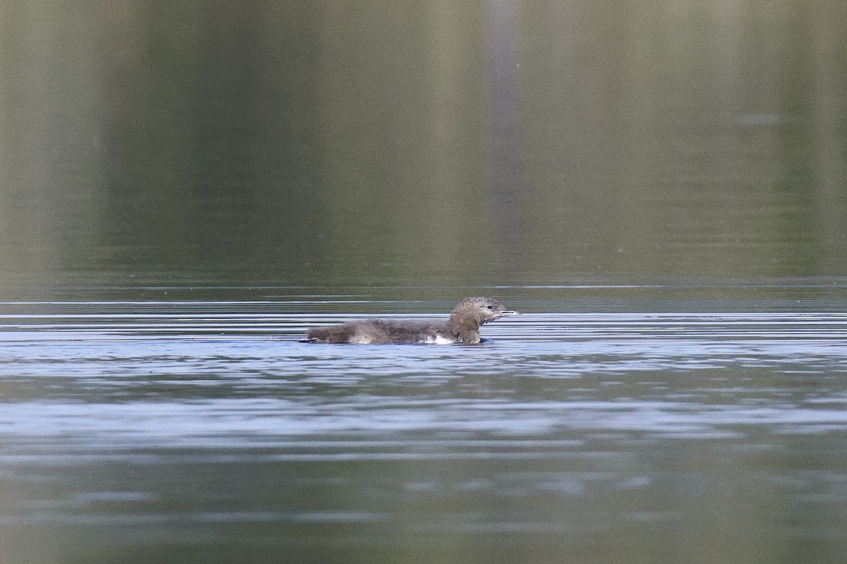 Arctic Loon - ML639710265