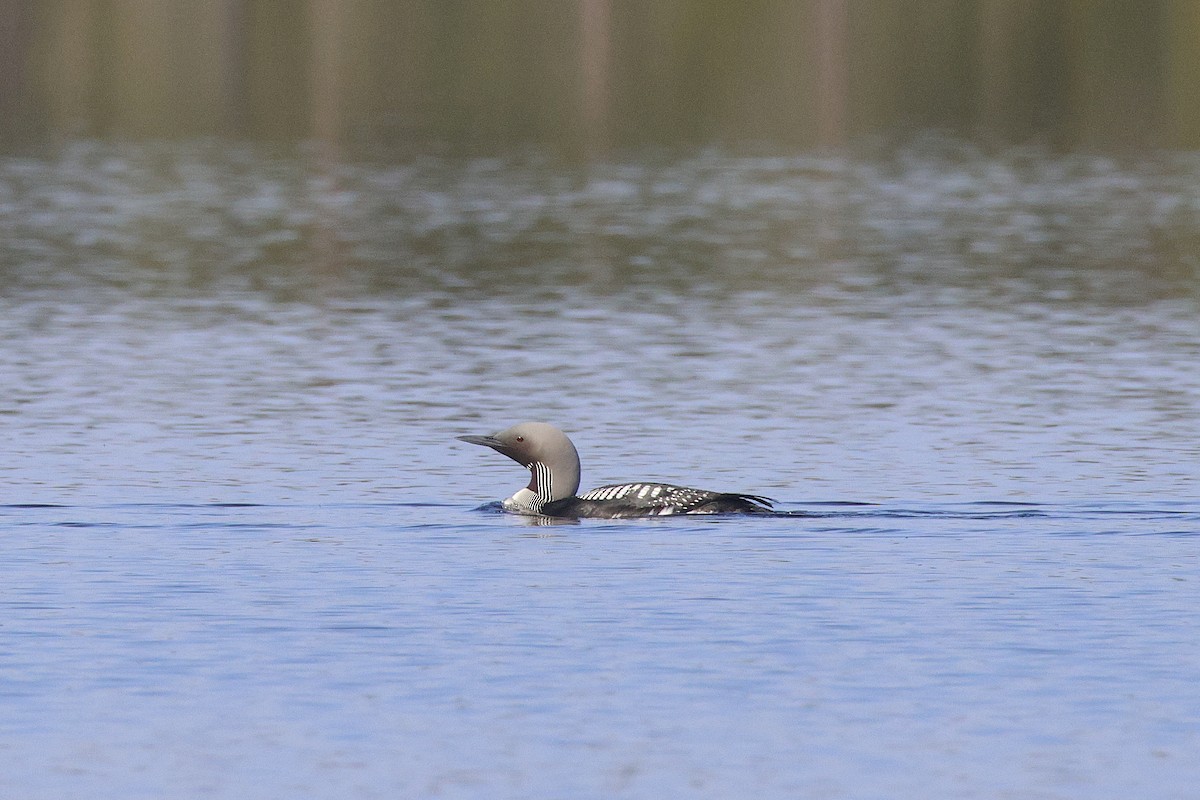 Arctic Loon - ML639710266