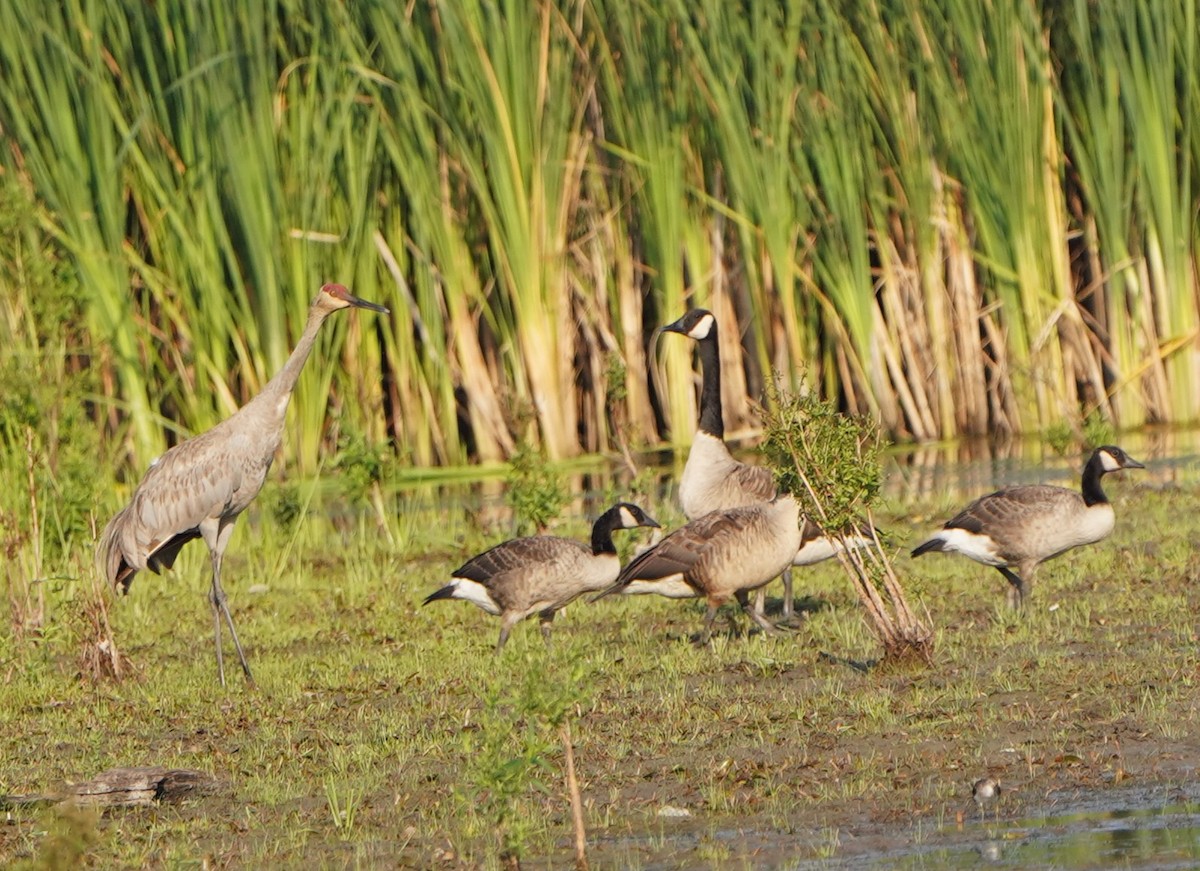 Sandhill Crane - ML639710275