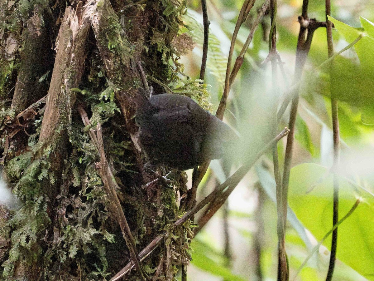 Tatama Tapaculo - ML639710281