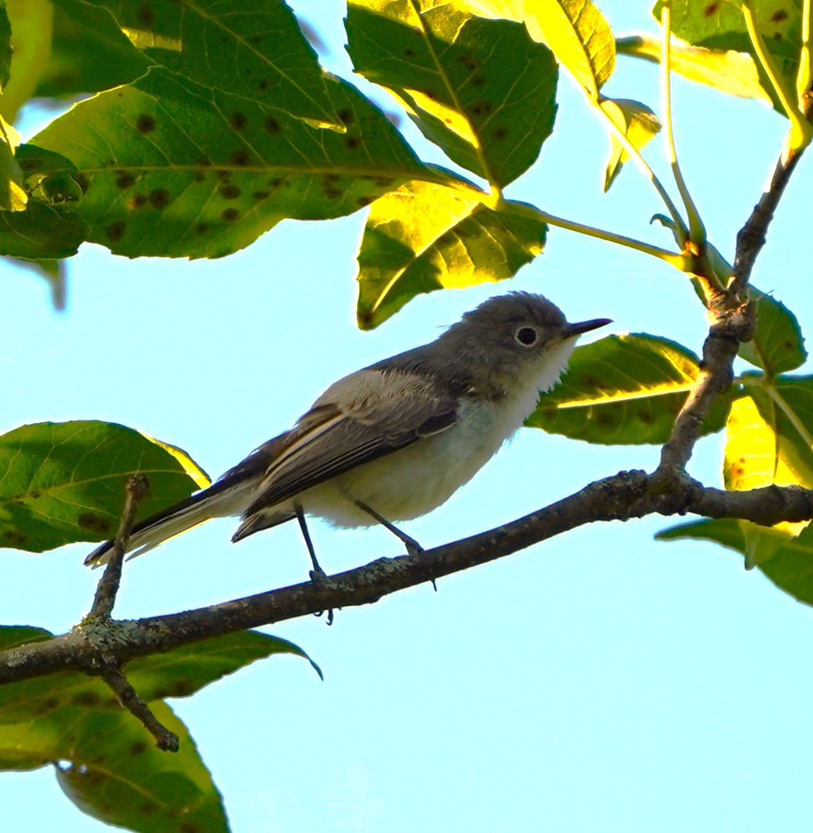 Blue-gray Gnatcatcher - ML639710332