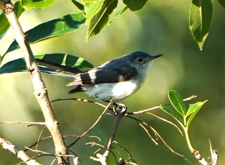 Blue-gray Gnatcatcher - ML639710347