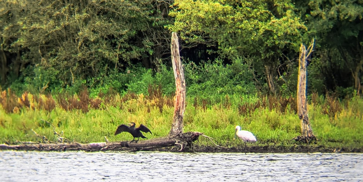 Great Cormorant - ML639710361