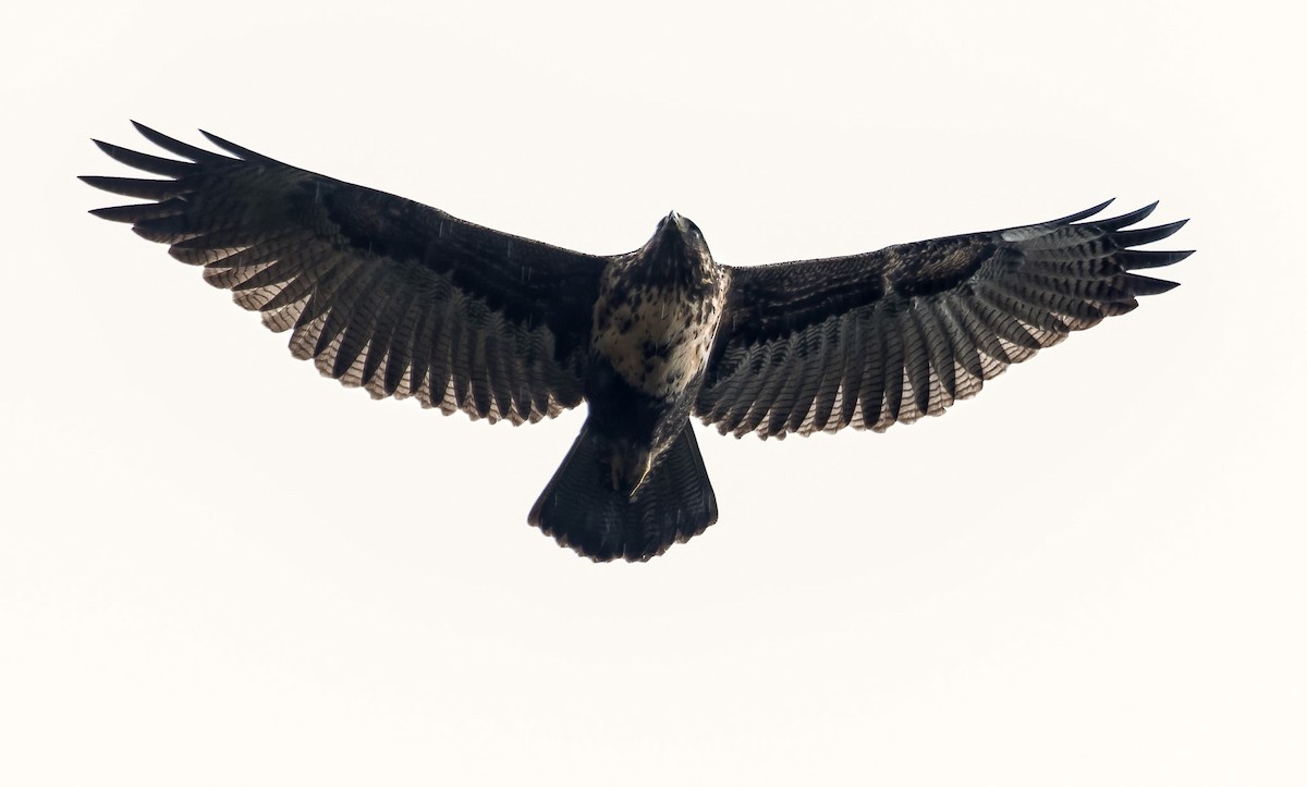Black-chested Buzzard-Eagle - ML639710456