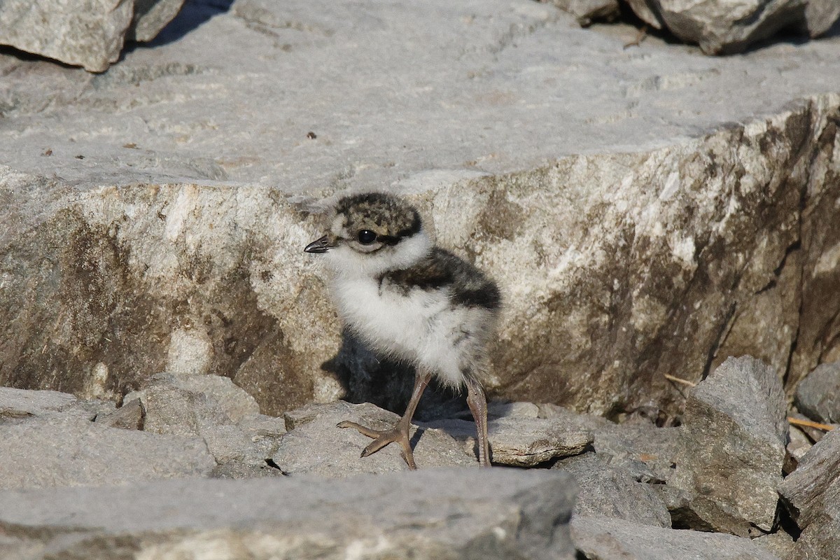 Common Ringed Plover - ML639710466