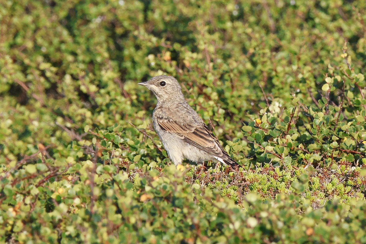 Northern Wheatear - ML639710474