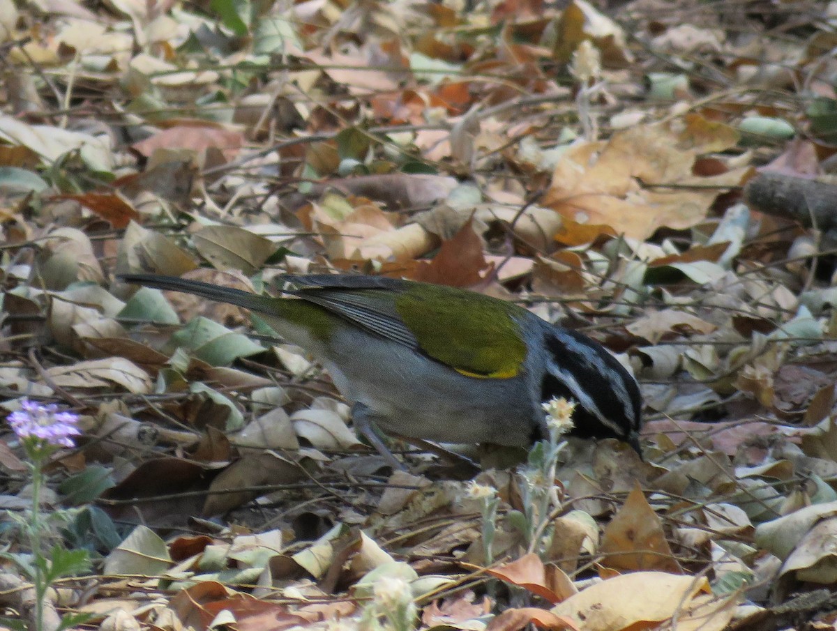Moss-backed Sparrow - ML639710494