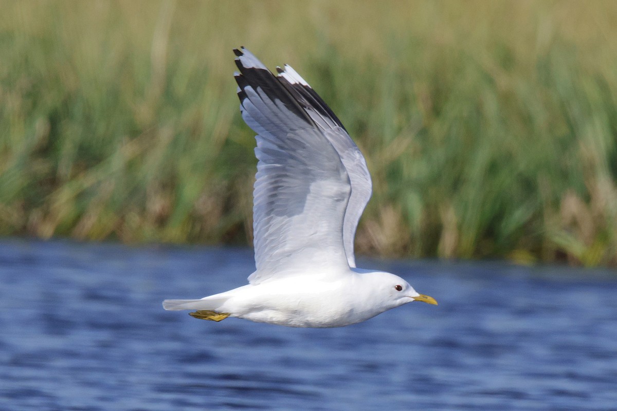 Common Gull - ML639710495