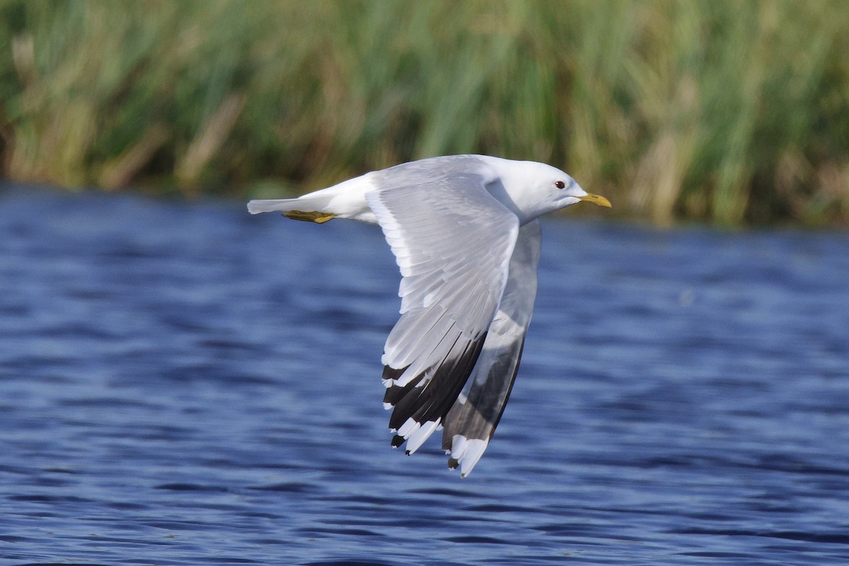 Common Gull - ML639710496
