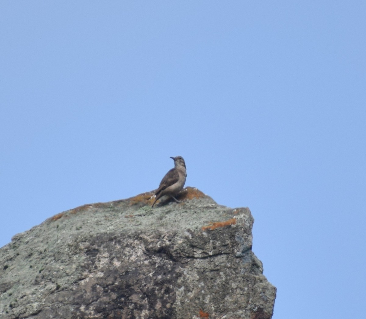 Thick-billed Miner - ML639710538