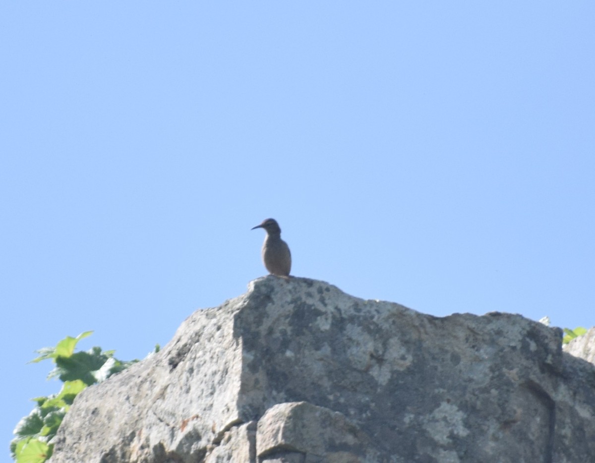 Thick-billed Miner - ML639710539