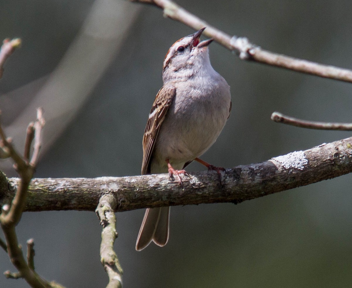 Chipping Sparrow - ML639710551