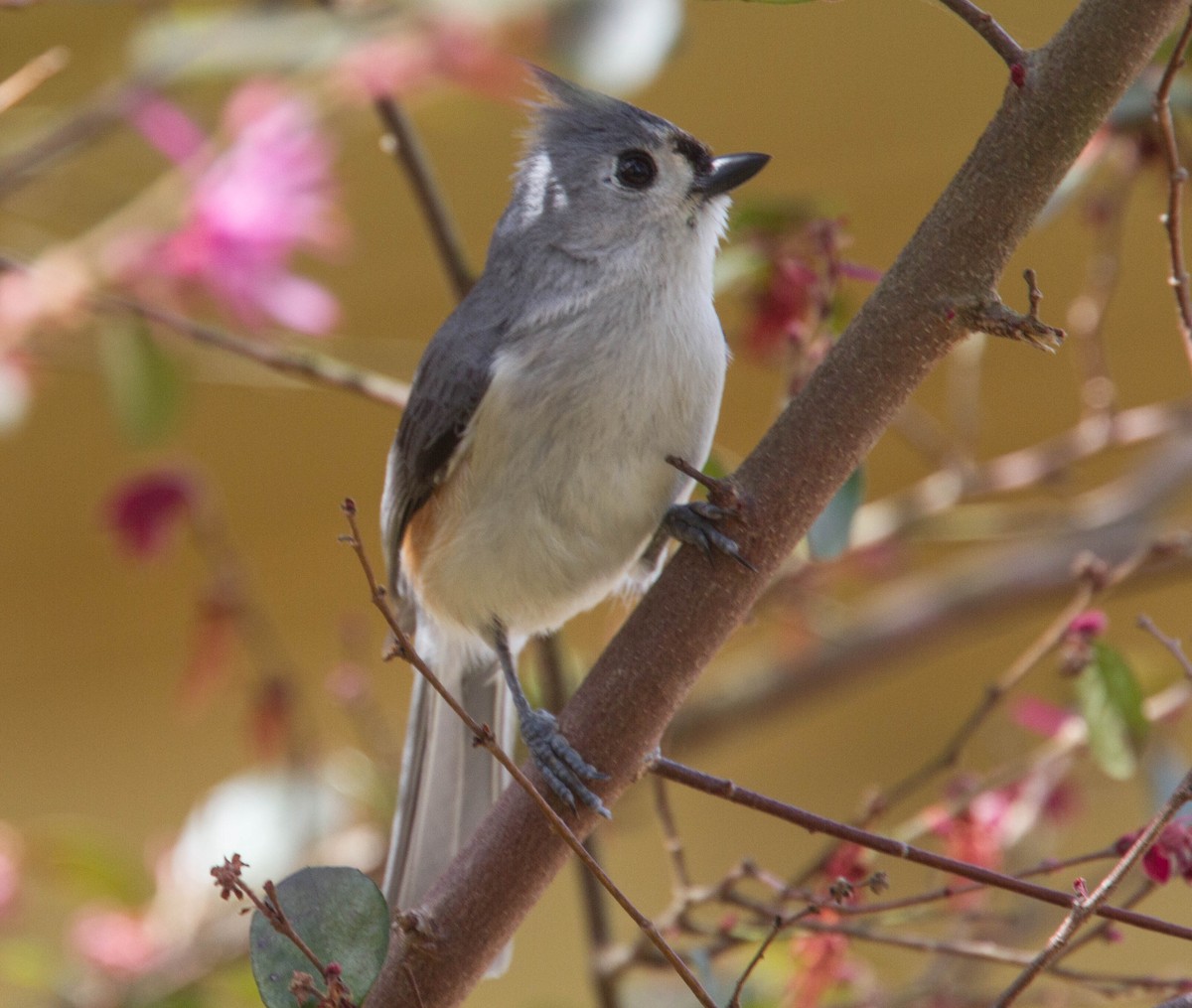 Tufted Titmouse - ML639710629