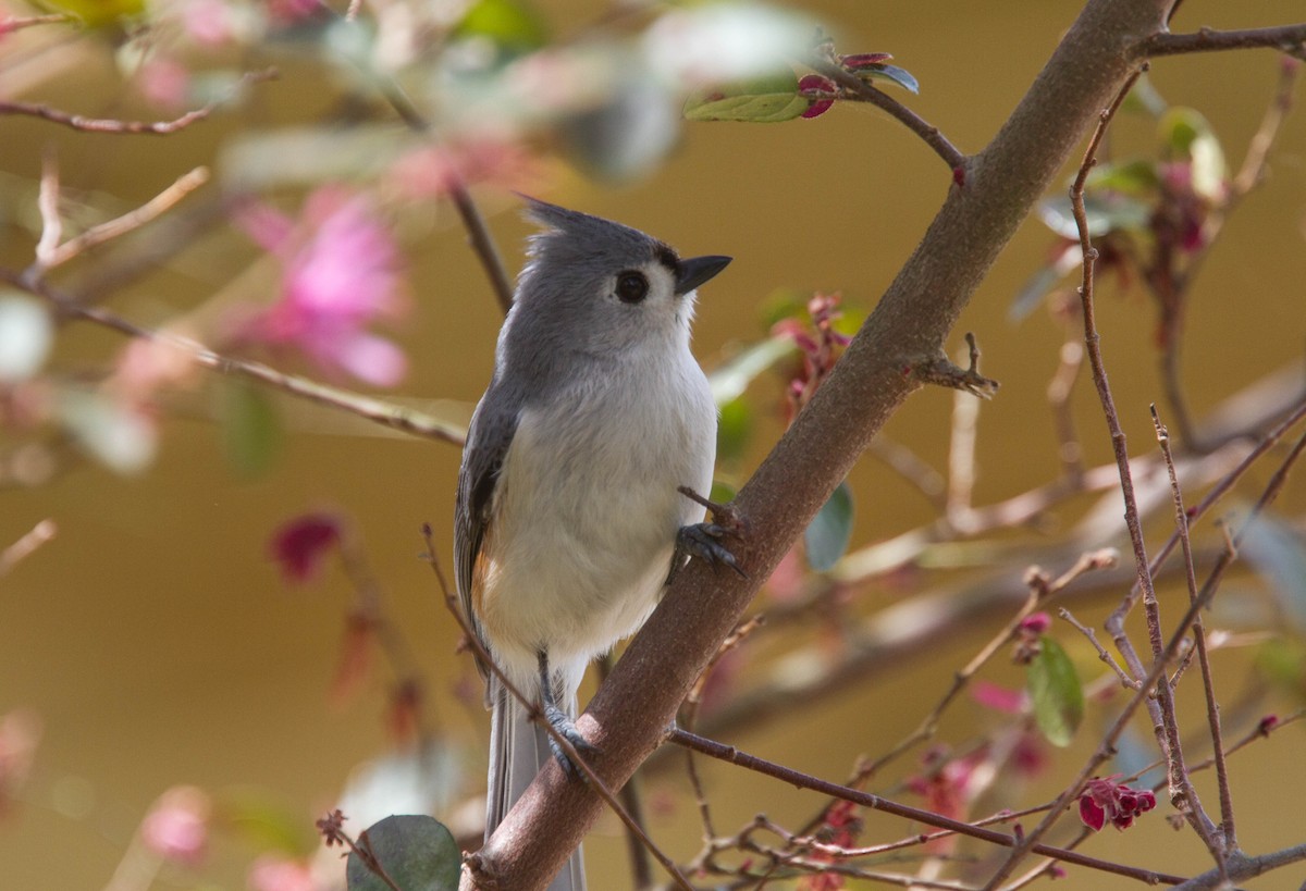 Tufted Titmouse - ML639710630