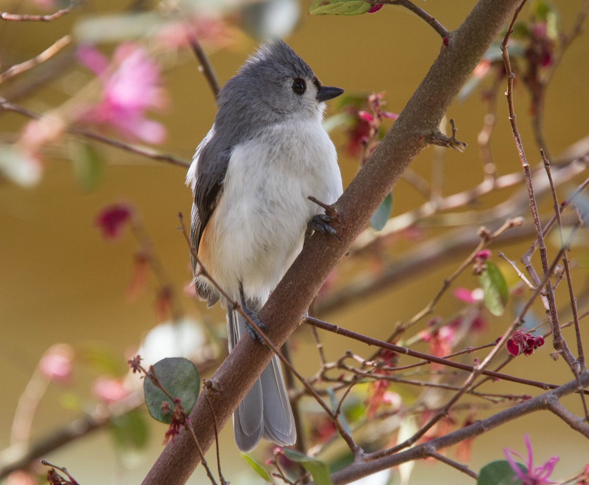 Tufted Titmouse - ML639710632