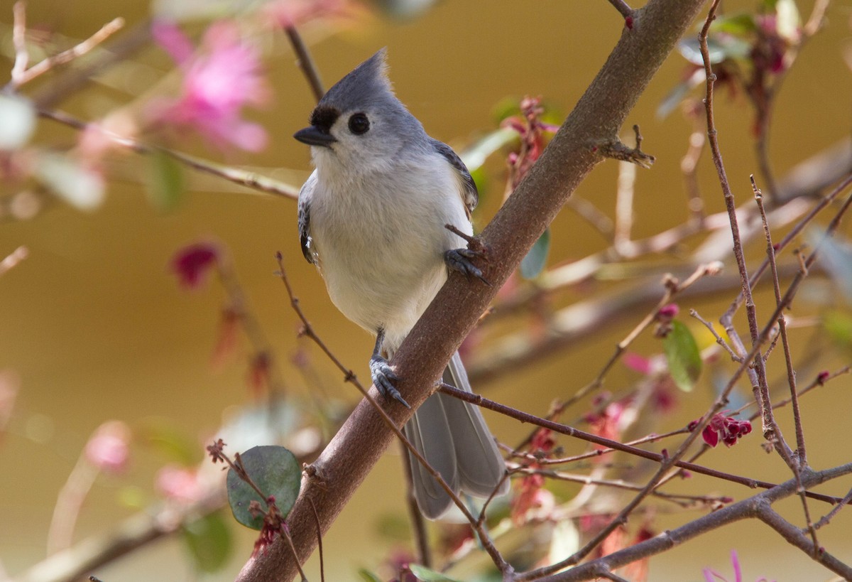 Tufted Titmouse - ML639710633