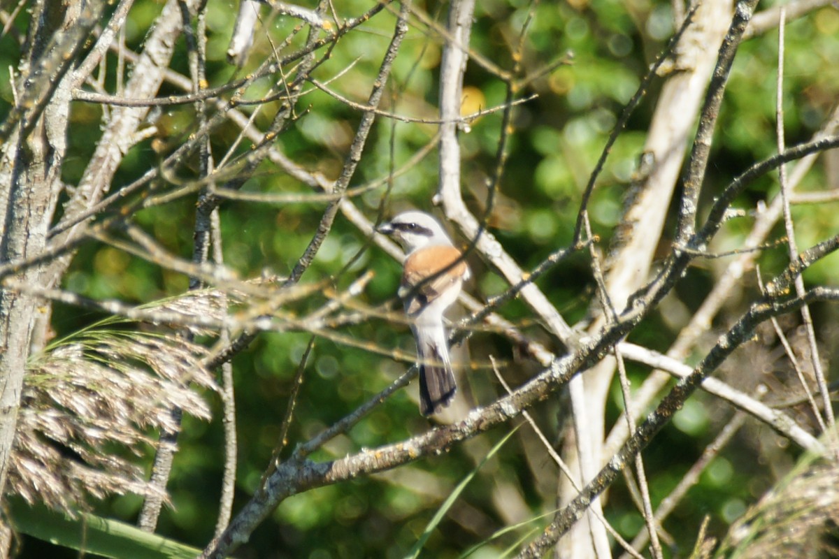 Red-backed Shrike - ML639710670