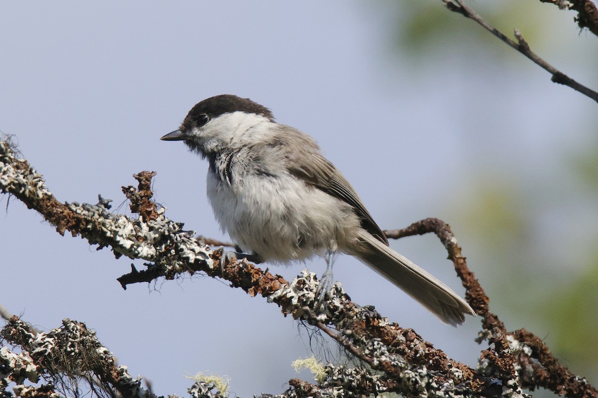 Willow Tit - ML639710899