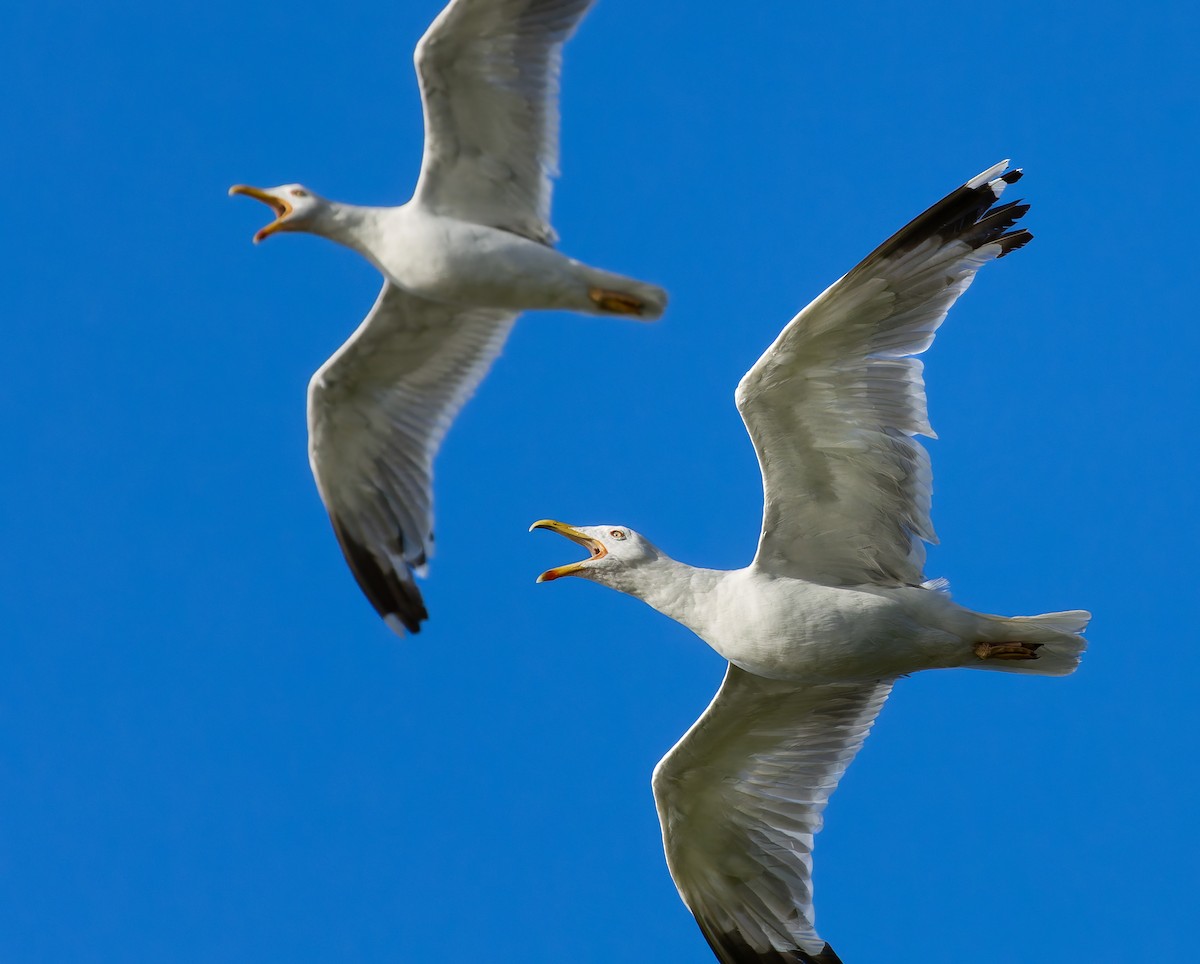 Yellow-legged Gull - ML639710903